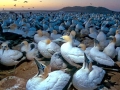 Gannet