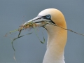 Gannet