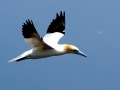 Gannet
