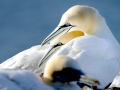 Gannet