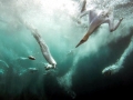 Gannet