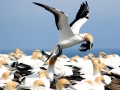 Gannet