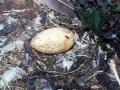 Gannet