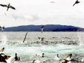 Gannet