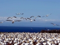 Gannet
