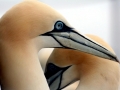 Gannet