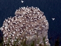 Gannet