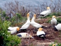 Gannet