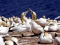 Gannet