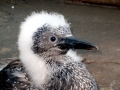 Gannet