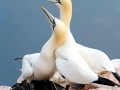 Gannet