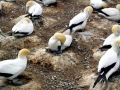 Gannet