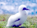Gannet