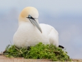 Gannet