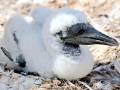 Gannet