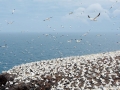 Gannet