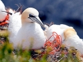 Gannet