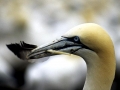 Gannet