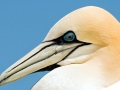 Gannet