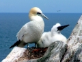 Gannet