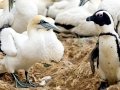 Gannet