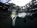 Gannet