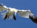 Gannet