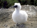 Gannet