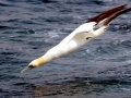 Gannet