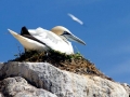 Gannet
