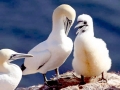 Gannet
