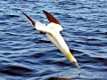 Gannet