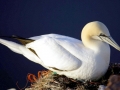 Gannet