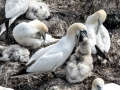 Gannet