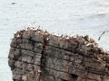 Gannet