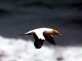 Gannet