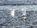 Gannet