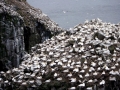 Gannet