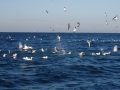 Gannet