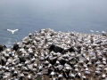 Gannet