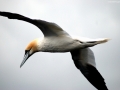 Gannet