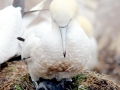 Gannet