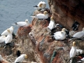 Gannet