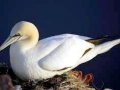 Gannet