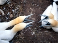 Gannet