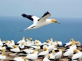 Gannet