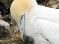 Gannet