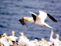 Gannet