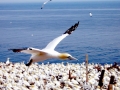 Gannet