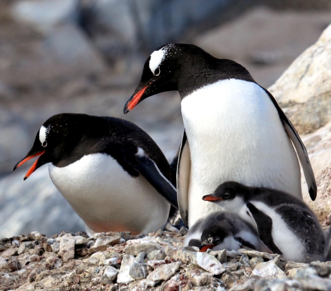 Gentoo Penguin